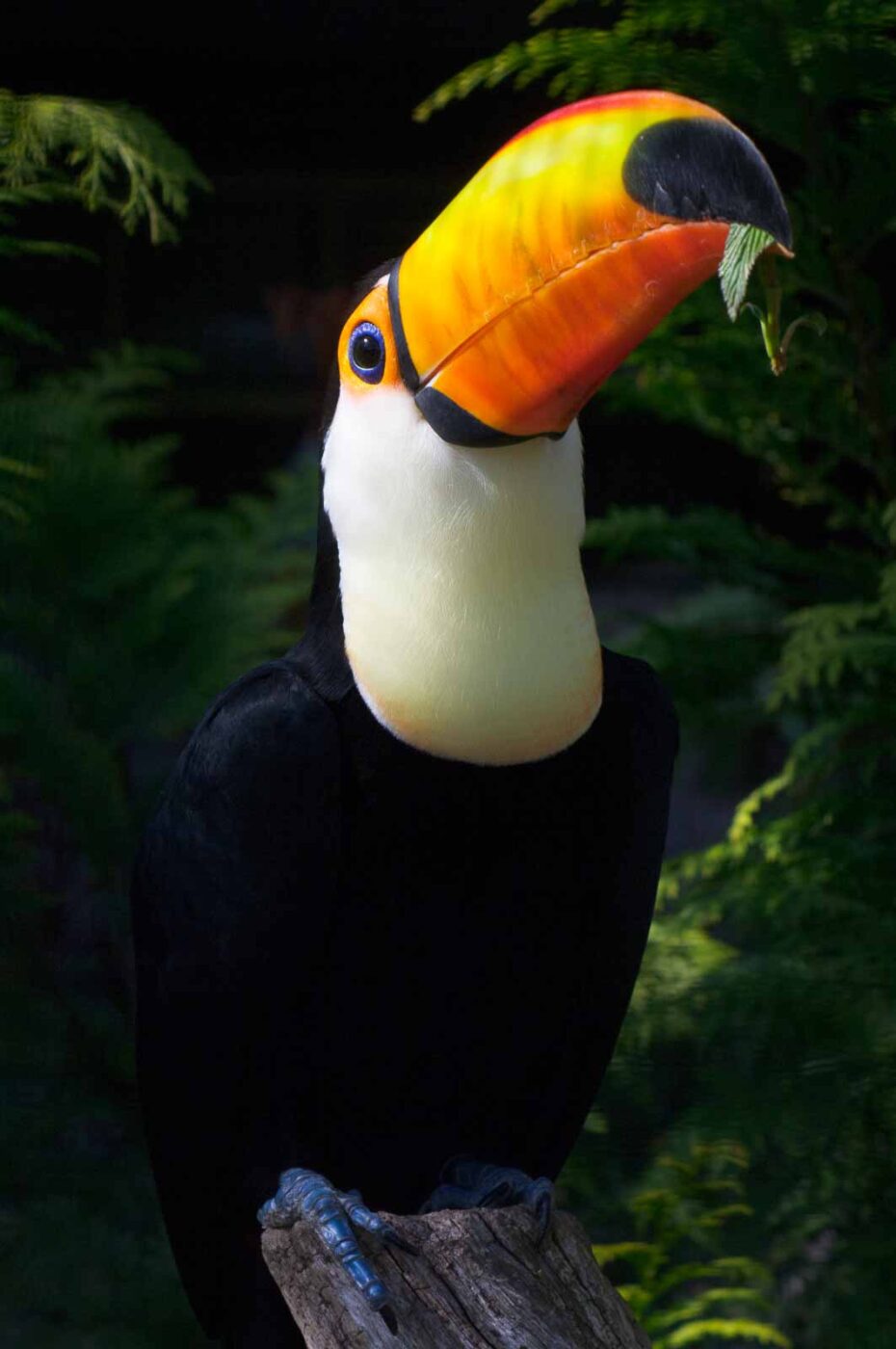 2018-04-19 - Walsrode - Vogelpark