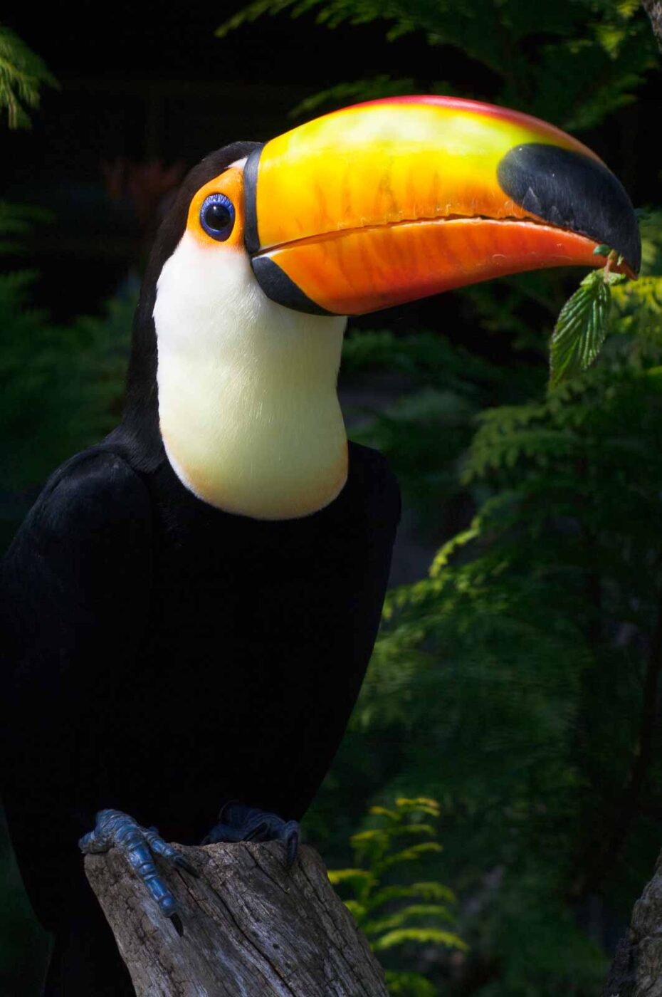 2018-04-19 - Walsrode - Vogelpark