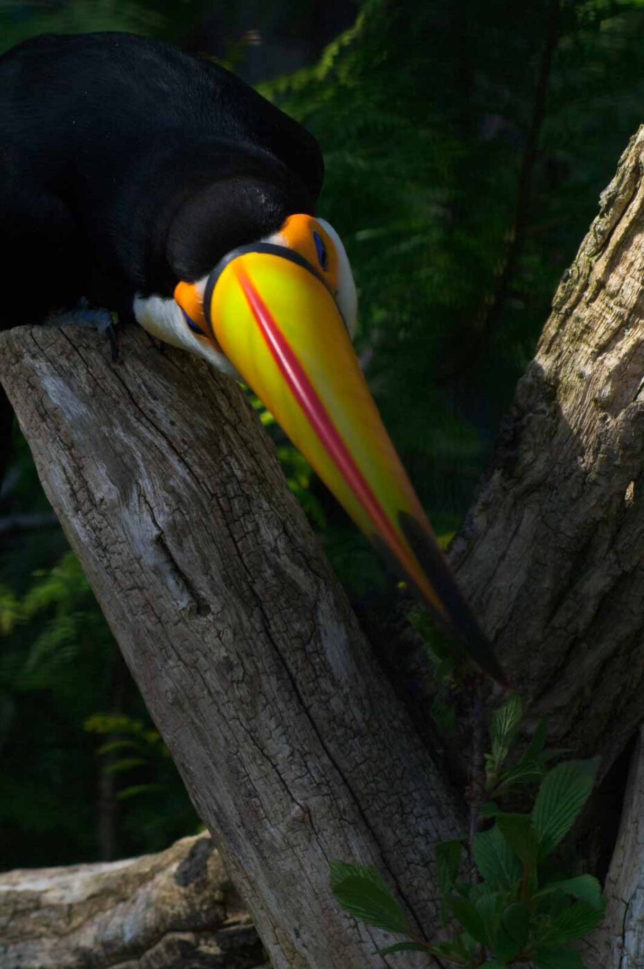 2018-04-19 - Walsrode - Vogelpark