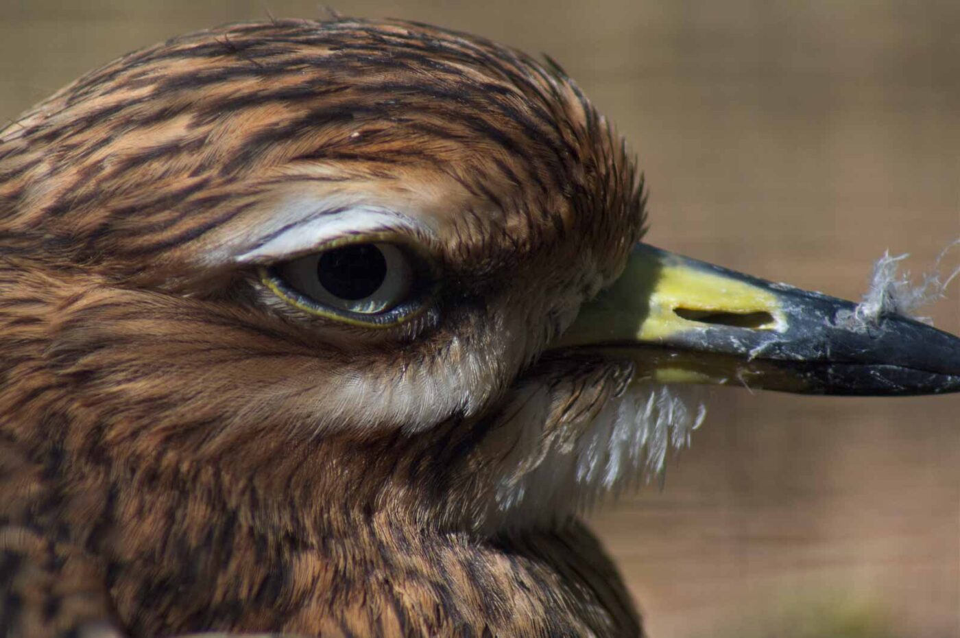 2018-04-19 - Walsrode - Vogelpark