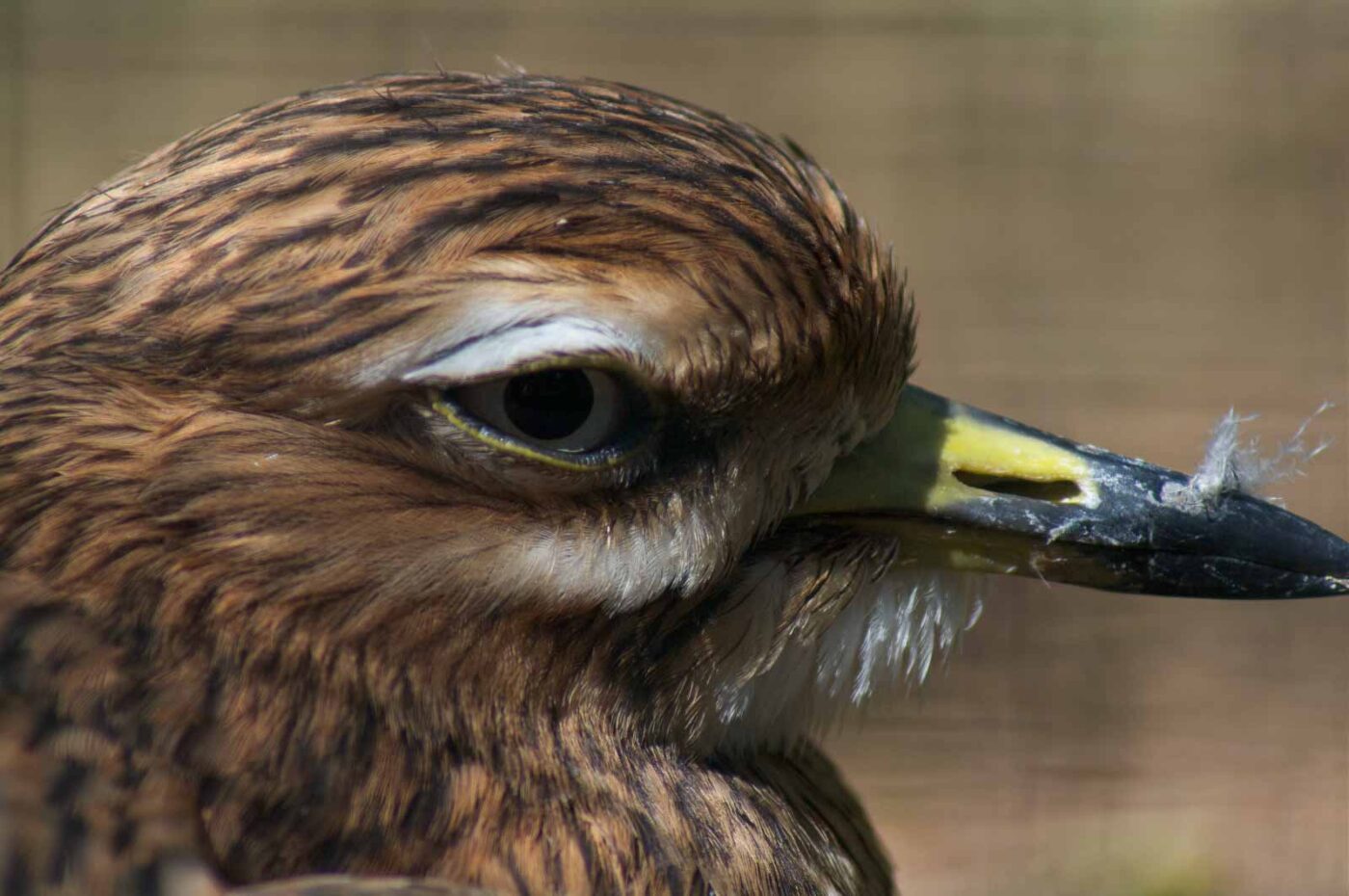 2018-04-19 - Walsrode - Vogelpark