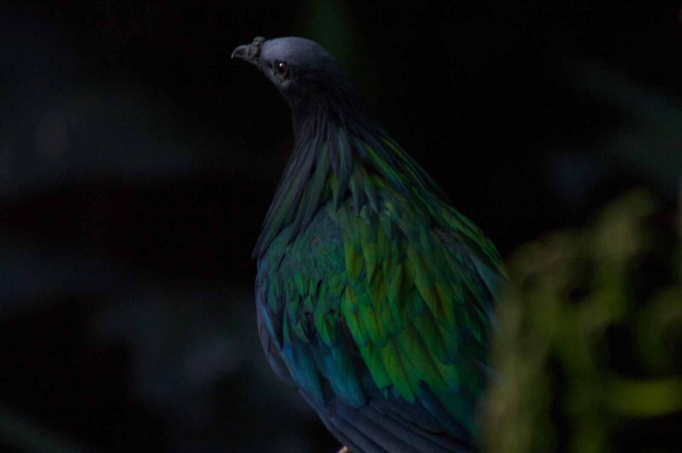 2018-04-19 - Walsrode - Vogelpark