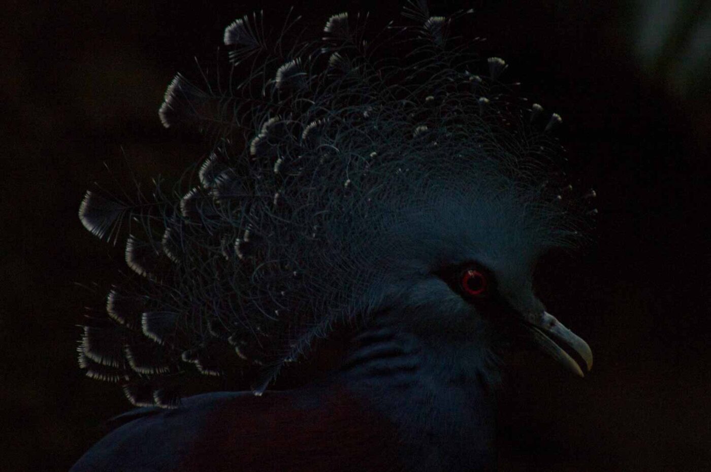 2018-04-19 - Walsrode - Vogelpark