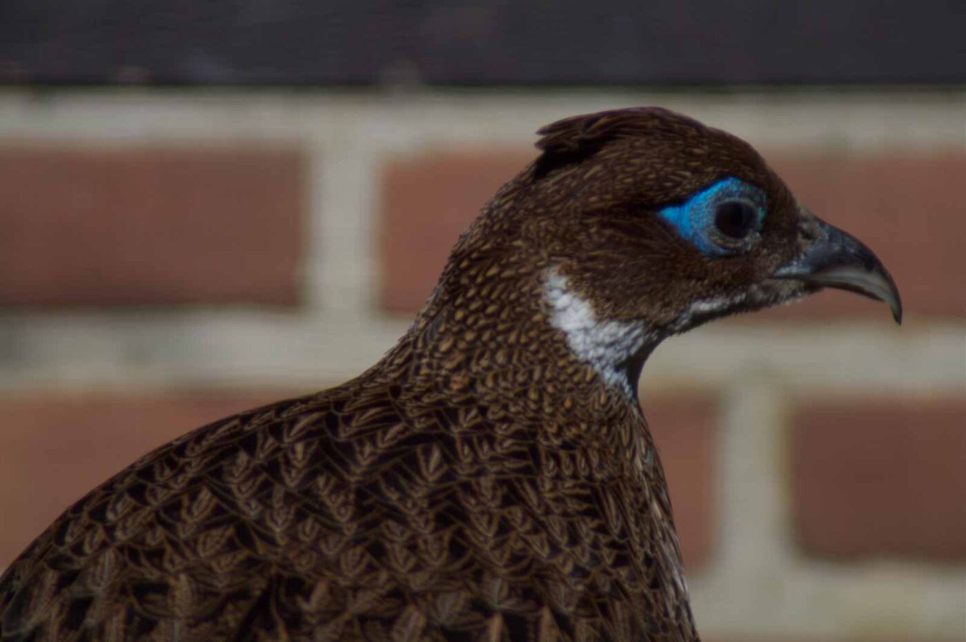 2018-04-19 - Walsrode - Vogelpark
