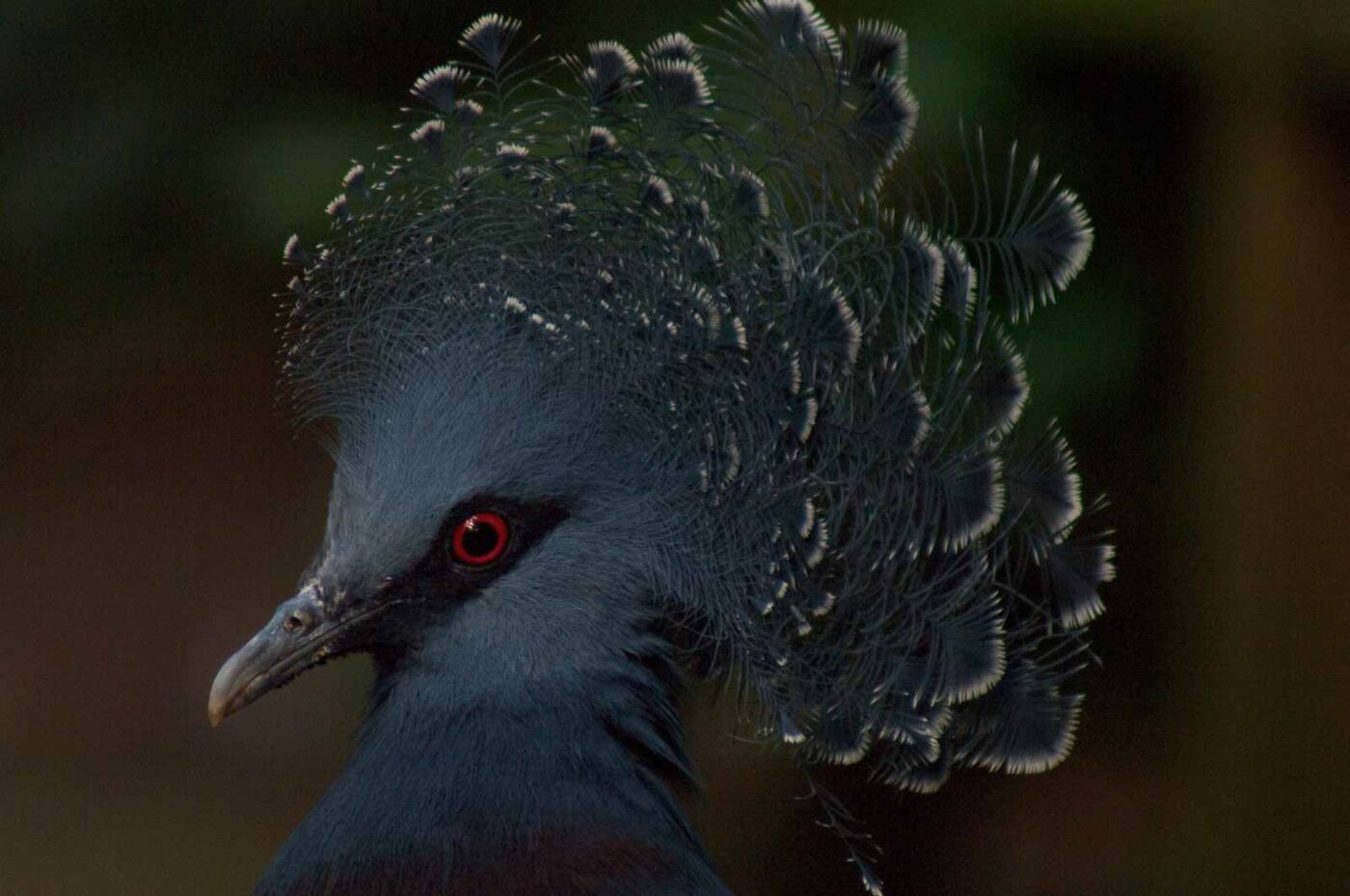 2018-04-19 - Walsrode - Vogelpark