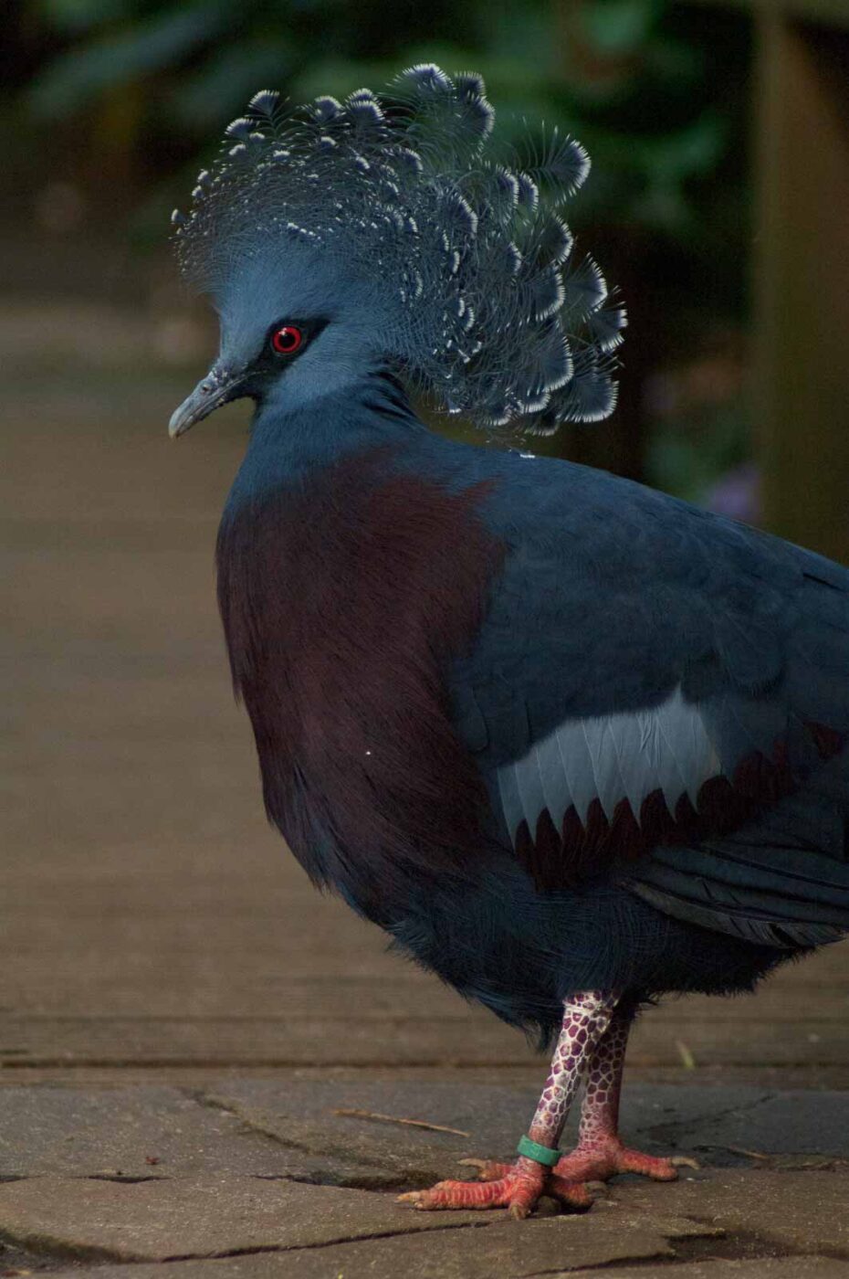 2018-04-19 - Walsrode - Vogelpark