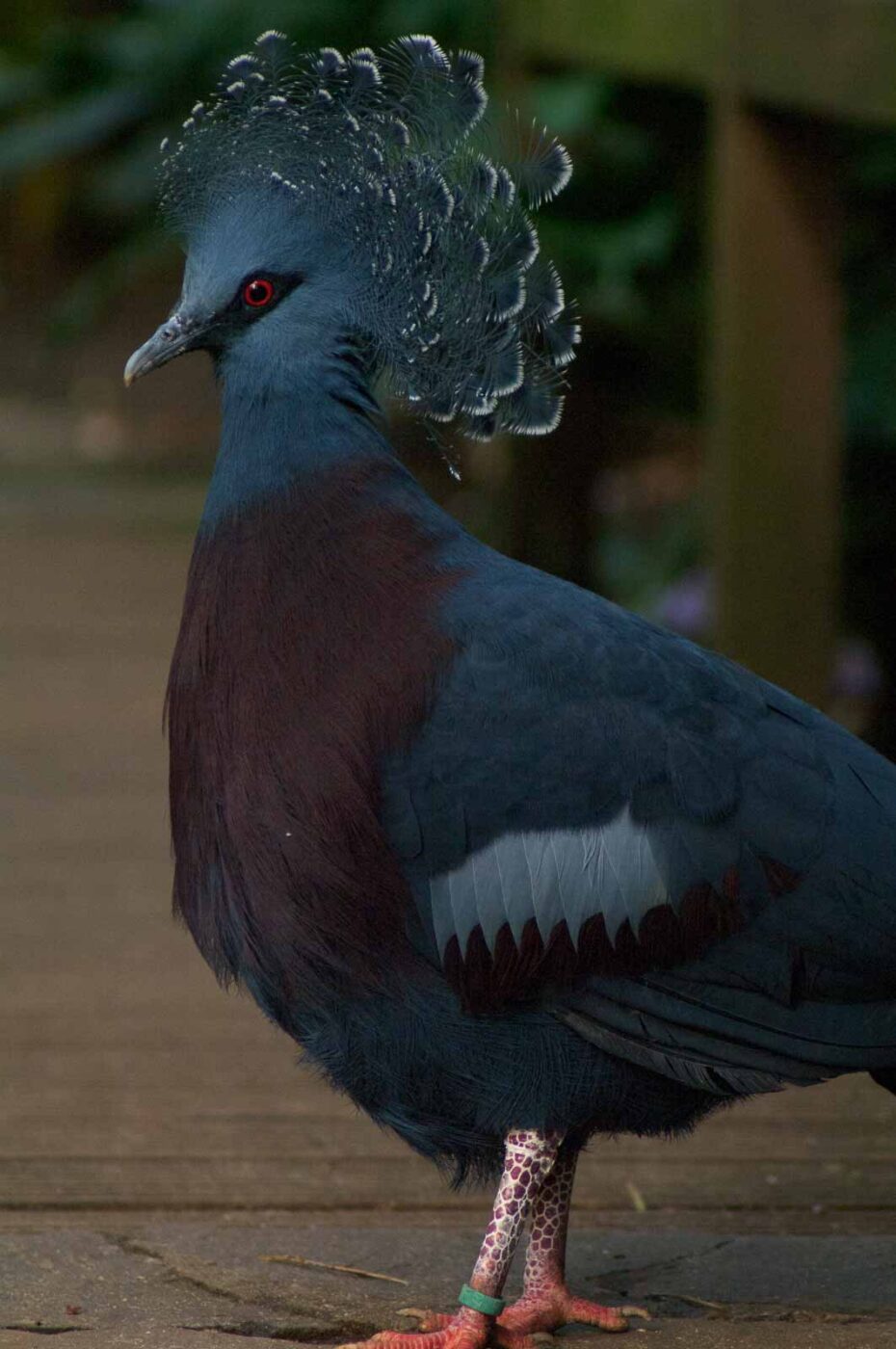 2018-04-19 - Walsrode - Vogelpark