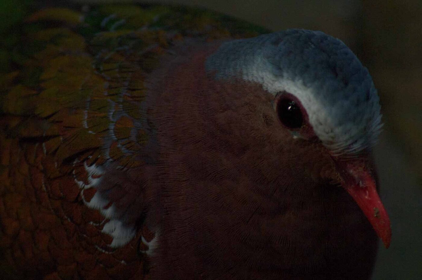 2018-04-19 - Walsrode - Vogelpark