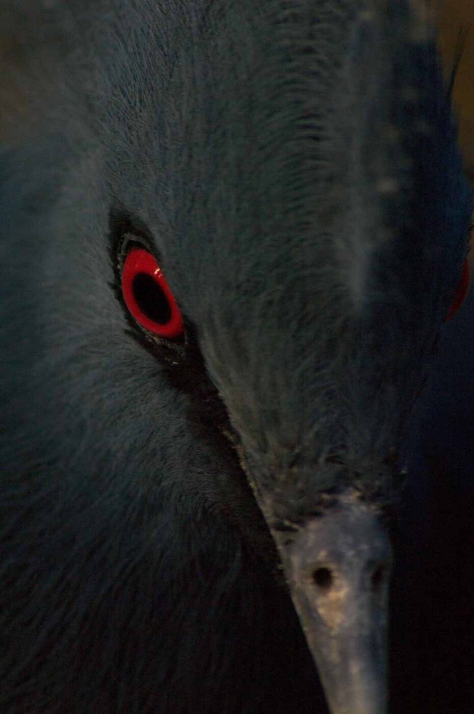 2018-04-19 - Walsrode - Vogelpark