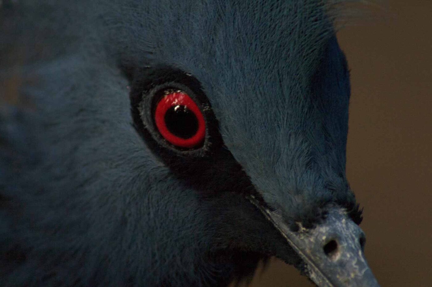 2018-04-19 - Walsrode - Vogelpark