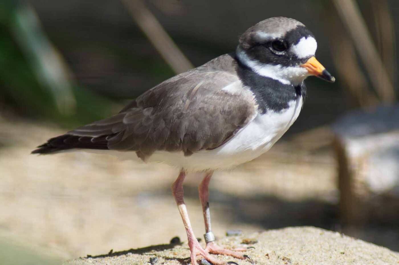 2018-04-19 - Walsrode - Vogelpark