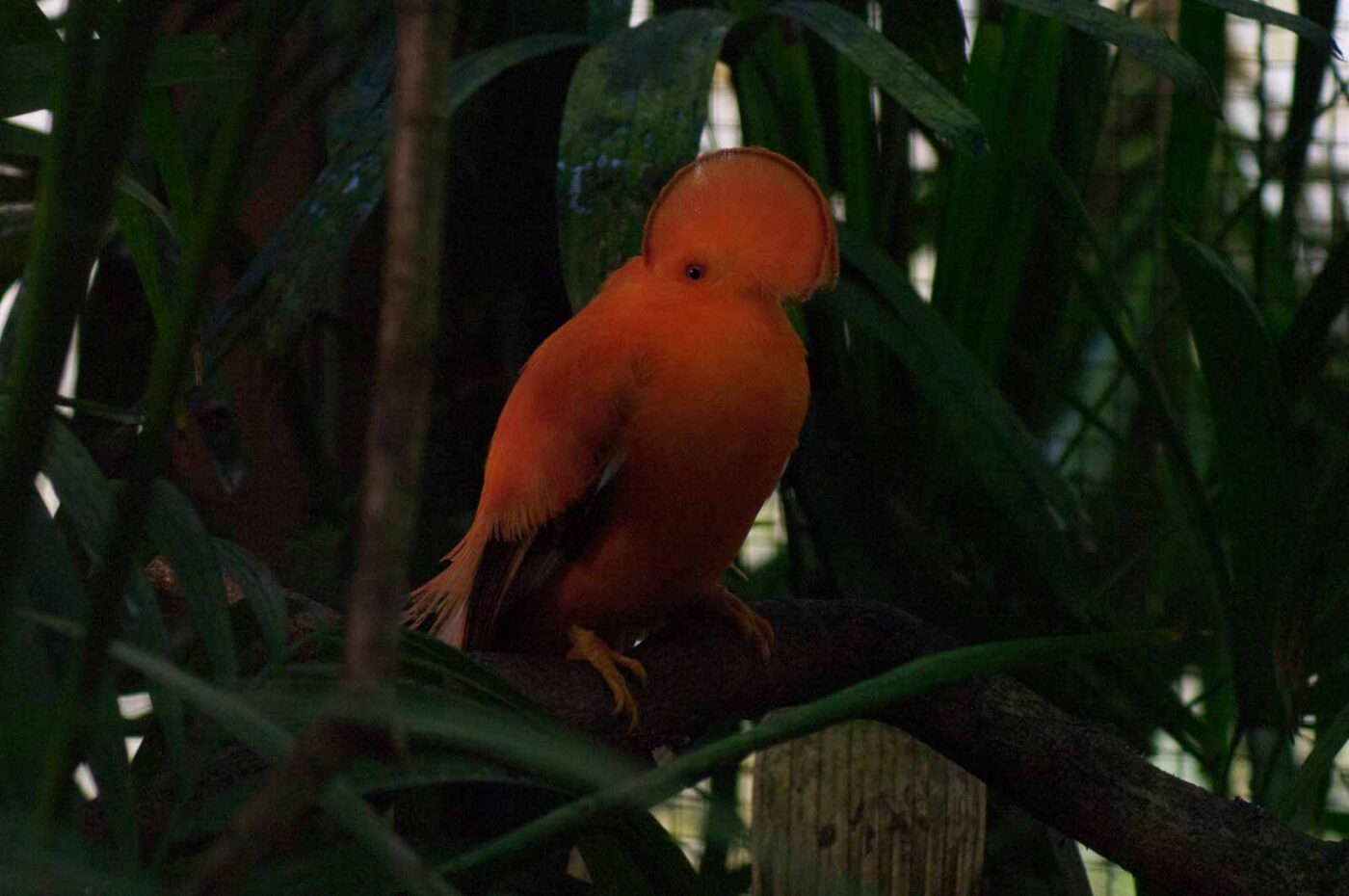 2018-04-19 - Walsrode - Vogelpark