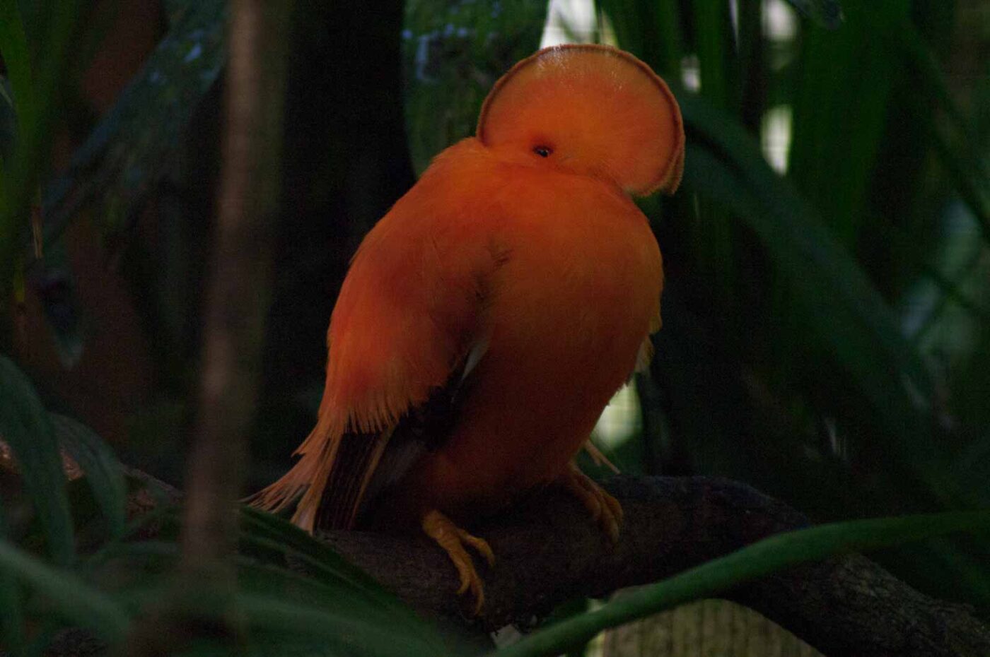 2018-04-19 - Walsrode - Vogelpark