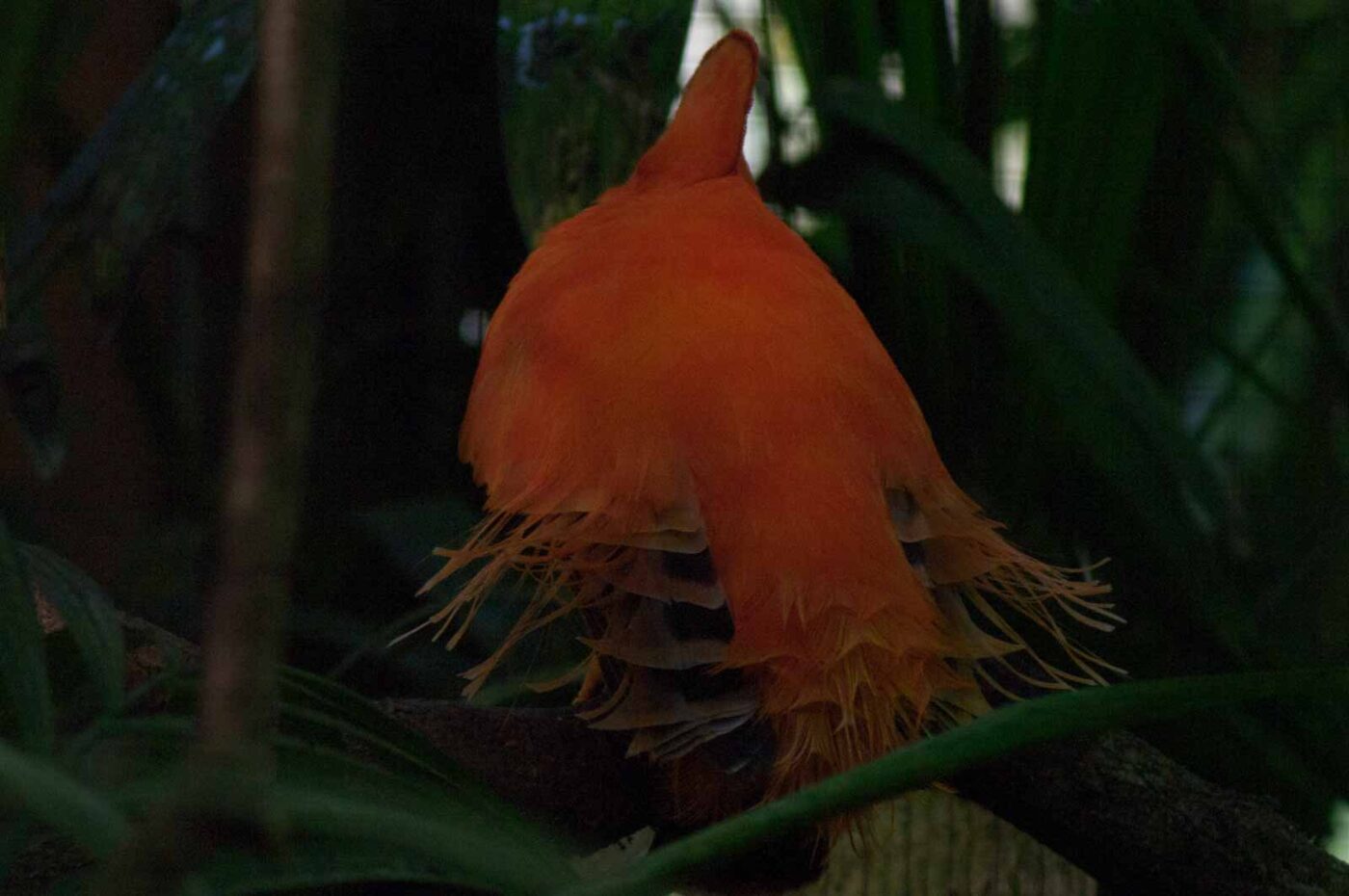 2018-04-19 - Walsrode - Vogelpark
