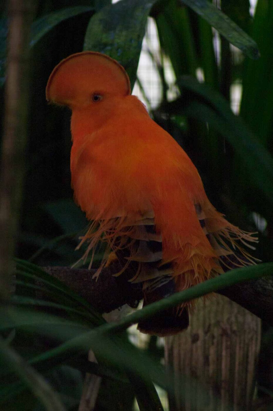 2018-04-19 - Walsrode - Vogelpark