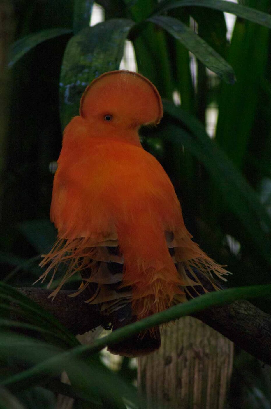 2018-04-19 - Walsrode - Vogelpark