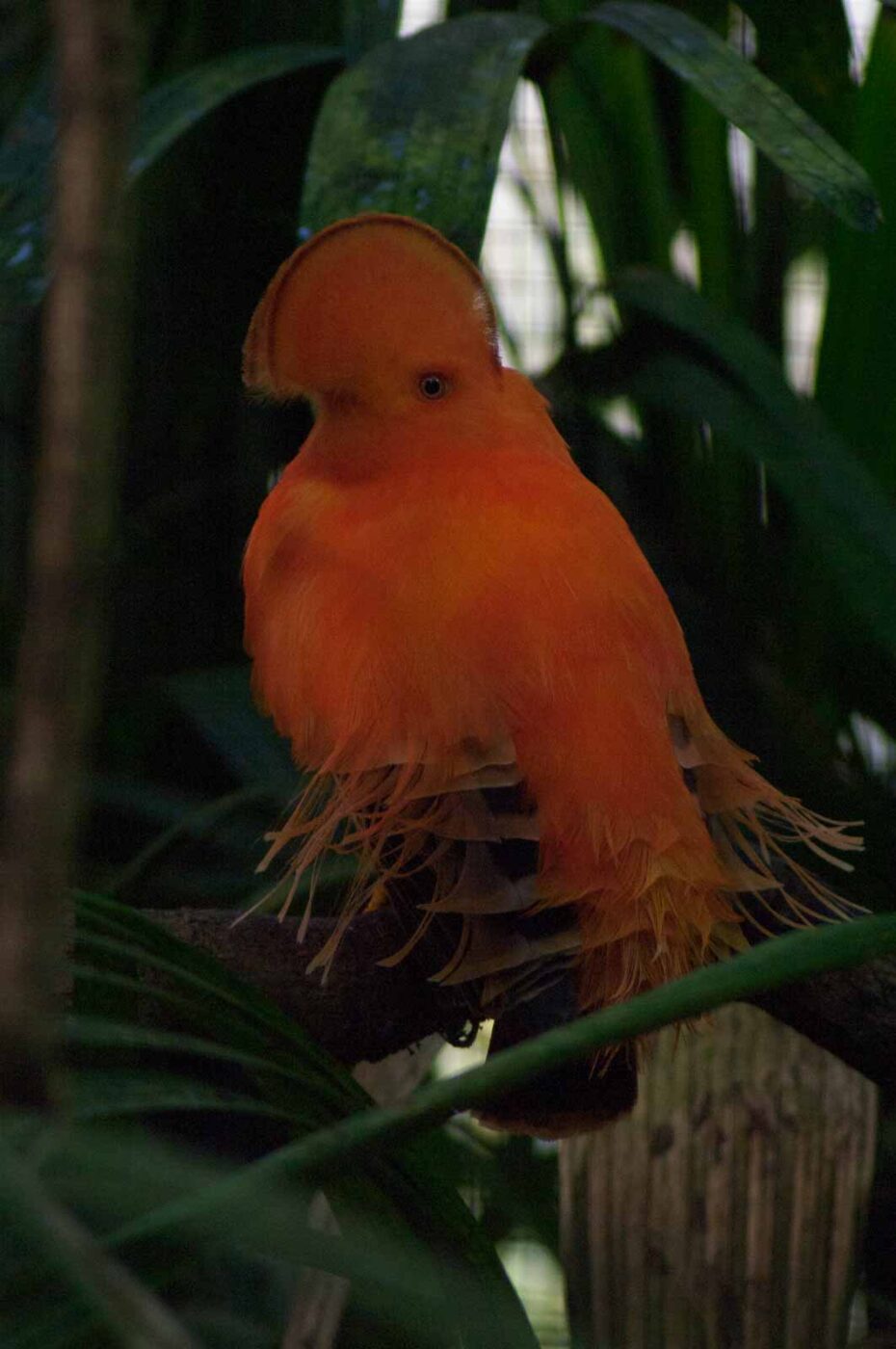 2018-04-19 - Walsrode - Vogelpark