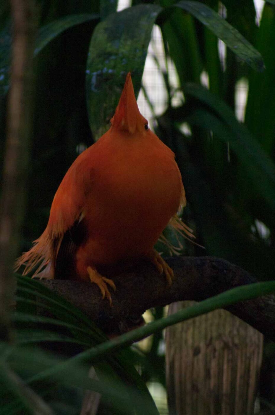 2018-04-19 - Walsrode - Vogelpark