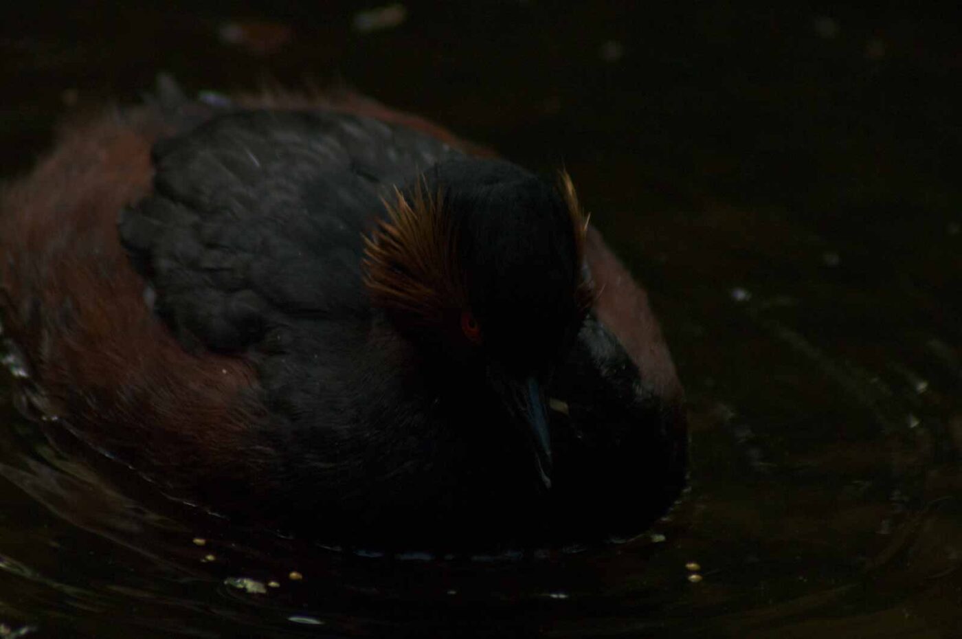 2018-04-19 - Walsrode - Vogelpark
