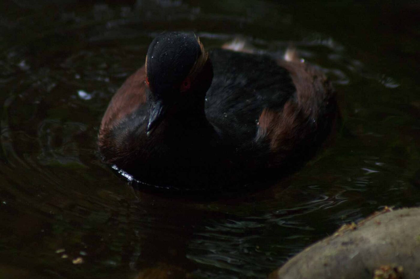 2018-04-19 - Walsrode - Vogelpark