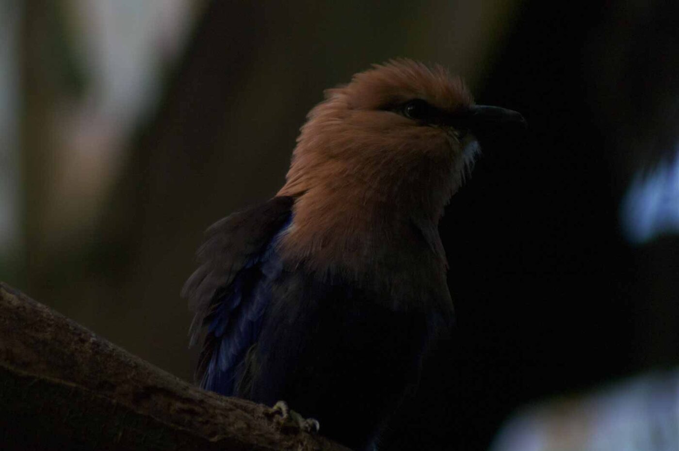 2018-04-19 - Walsrode - Vogelpark