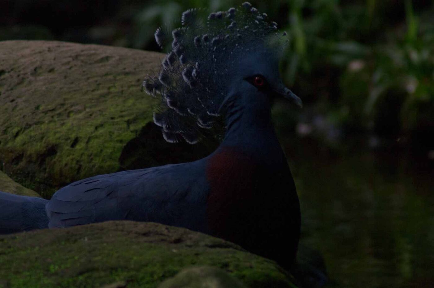 2018-04-19 - Walsrode - Vogelpark