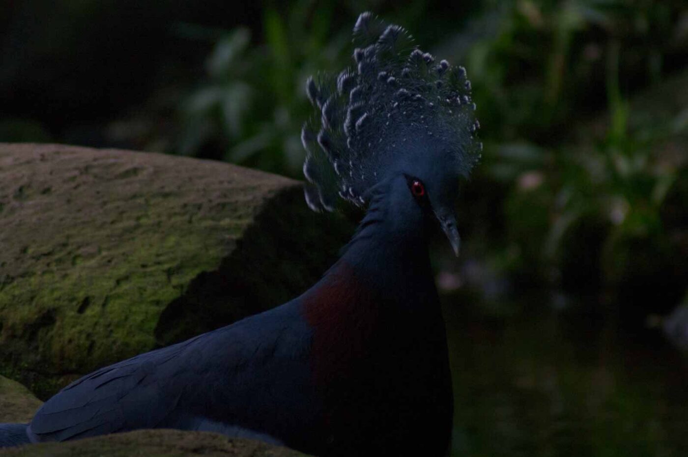 2018-04-19 - Walsrode - Vogelpark