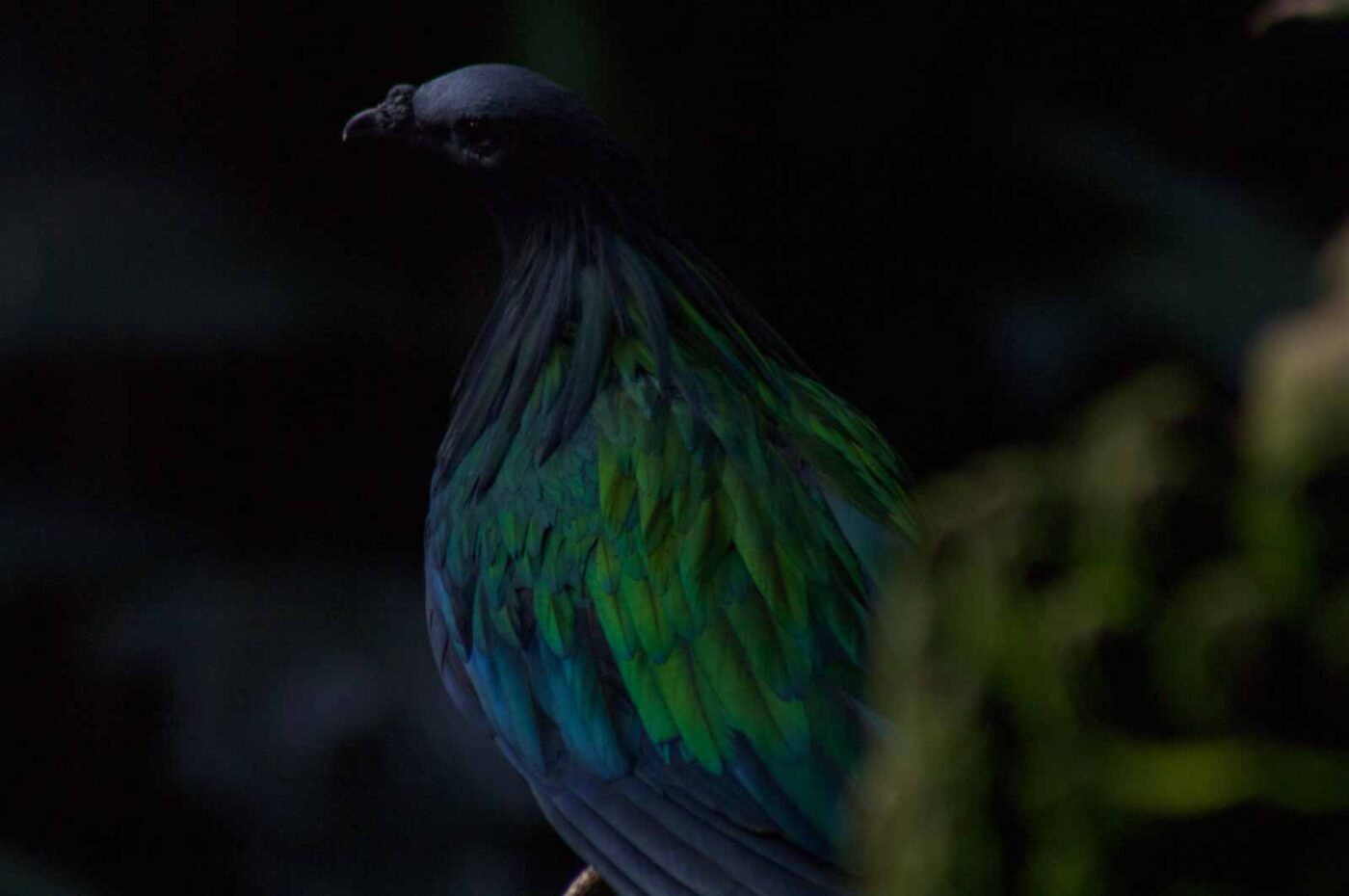 2018-04-19 - Walsrode - Vogelpark