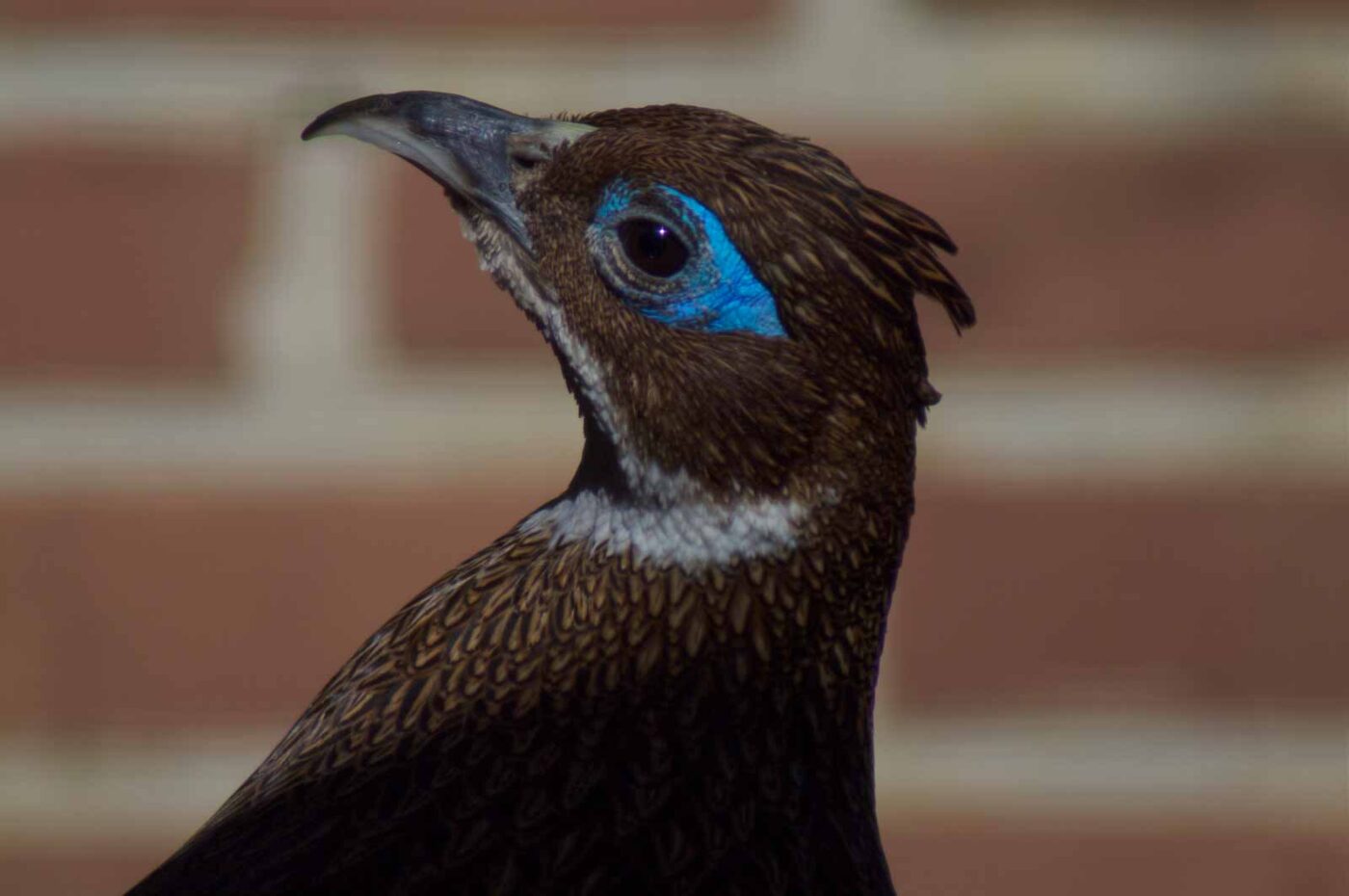 2018-04-19 - Walsrode - Vogelpark