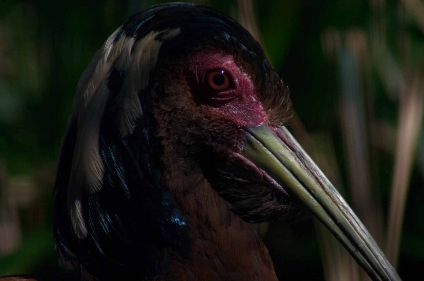 2018-04-19 - Walsrode - Vogelpark