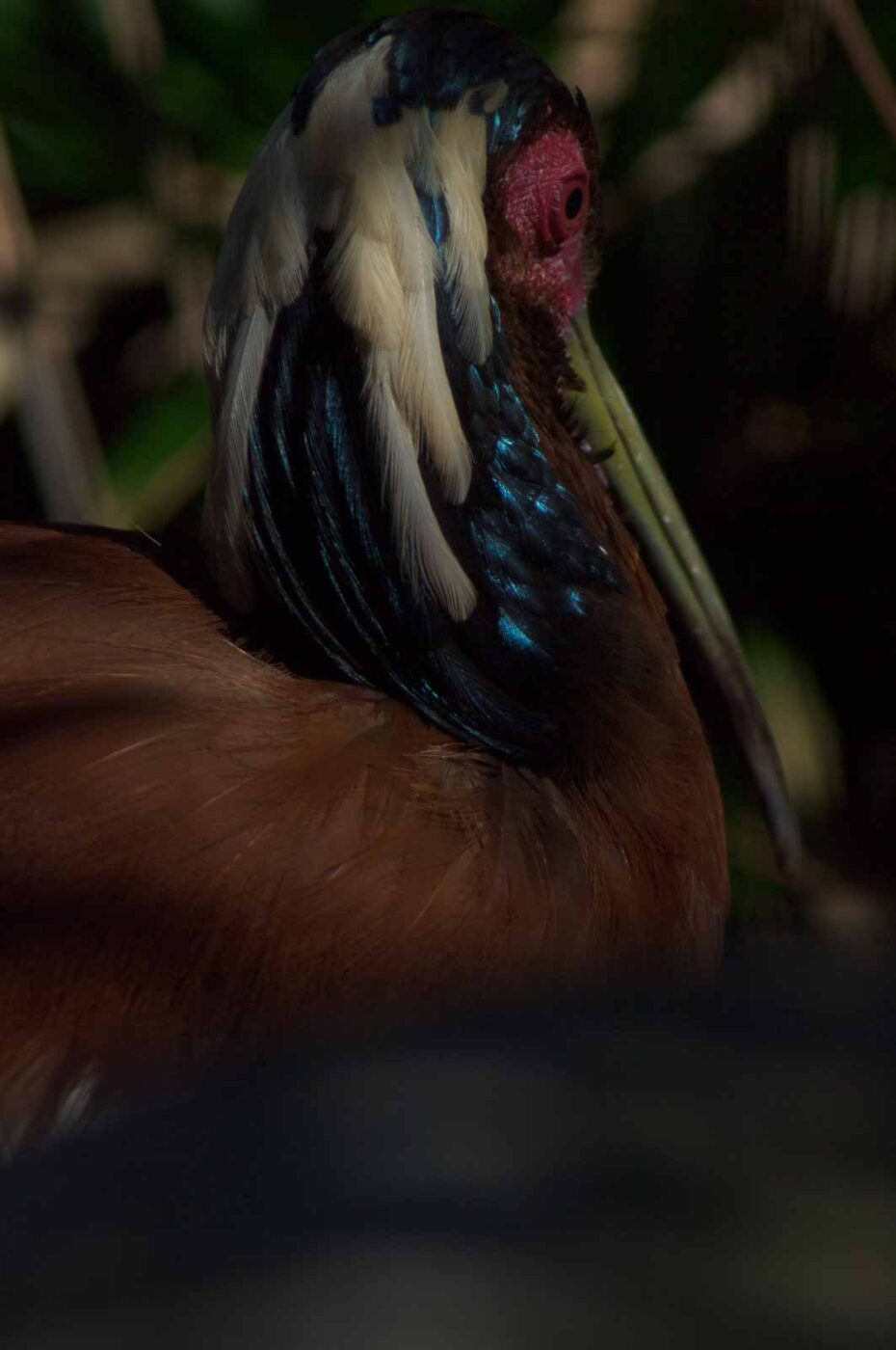 2018-04-19 - Walsrode - Vogelpark