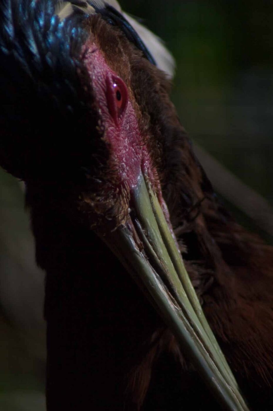 2018-04-19 - Walsrode - Vogelpark