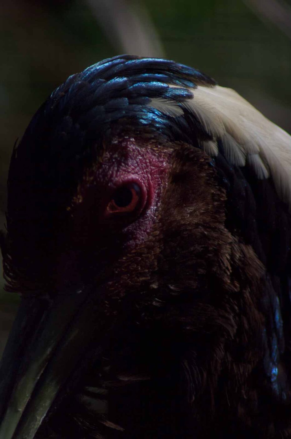 2018-04-19 - Walsrode - Vogelpark