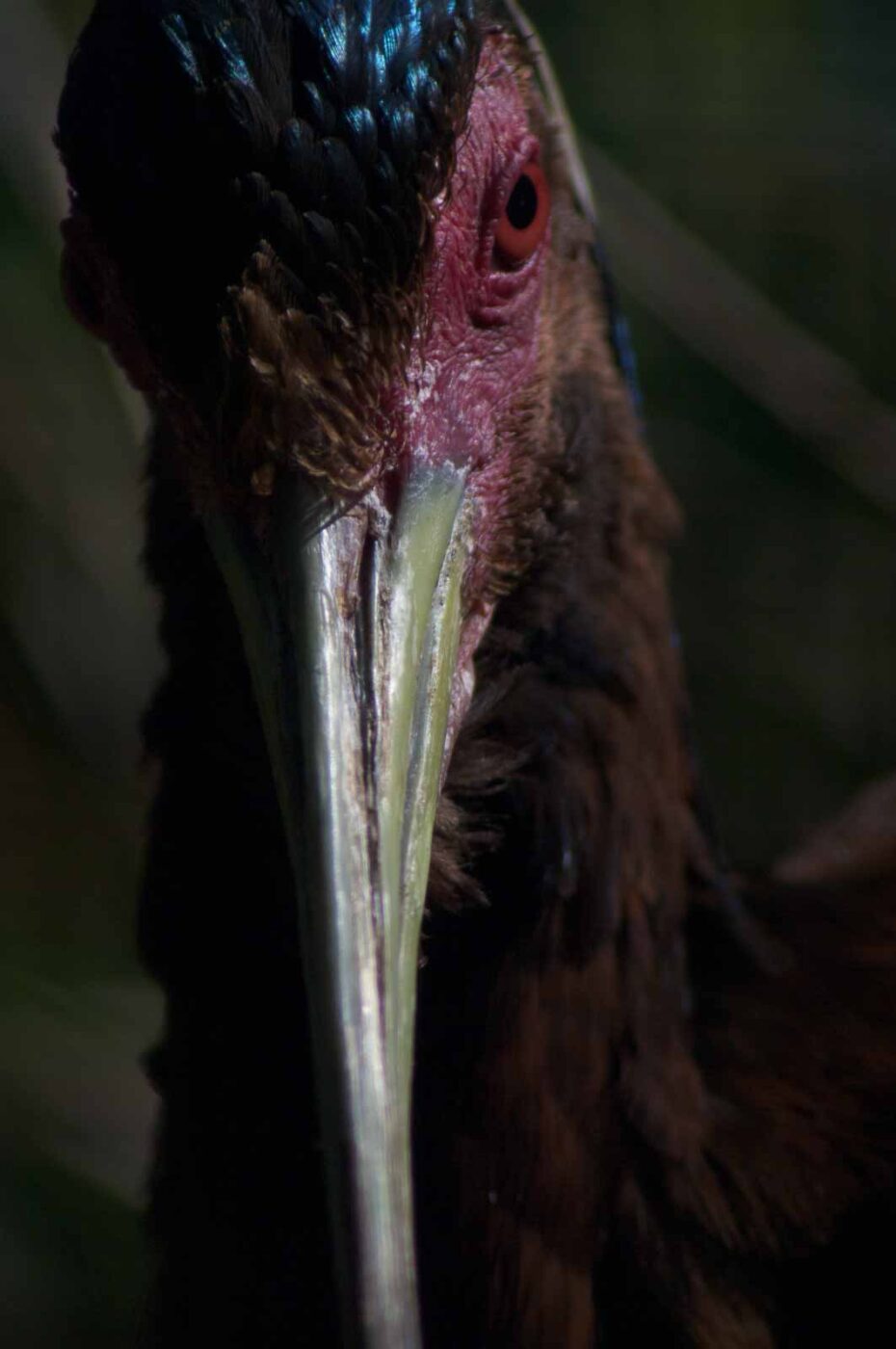 2018-04-19 - Walsrode - Vogelpark