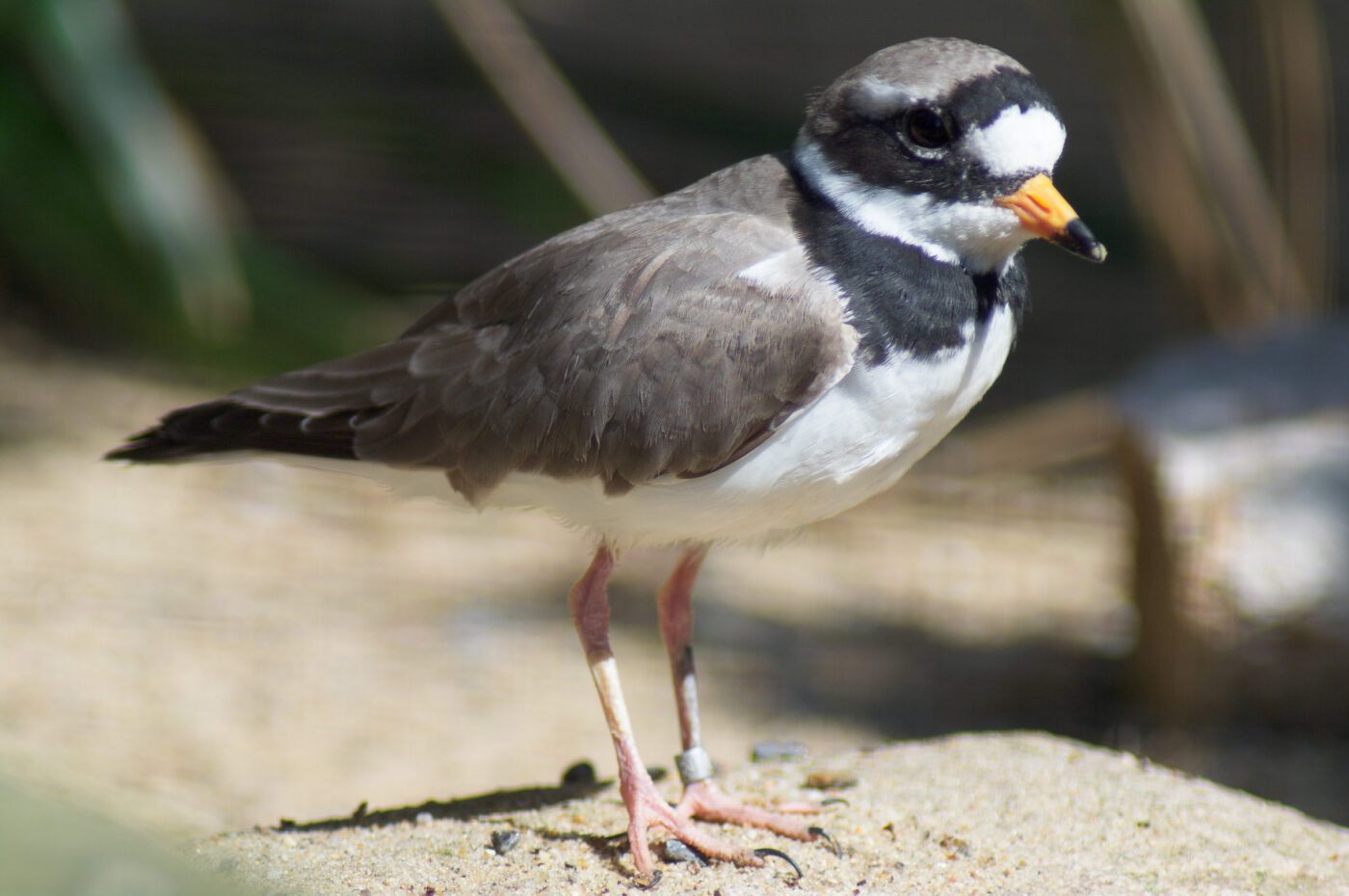 2018-04-19 - Walsrode - Vogelpark