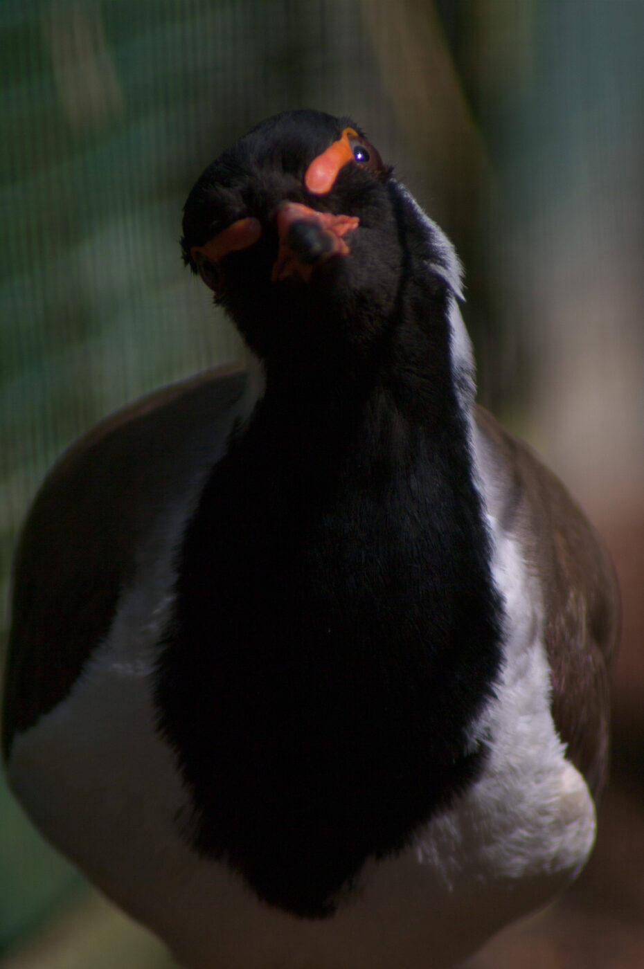 2018-04-19 - Walsrode - Vogelpark