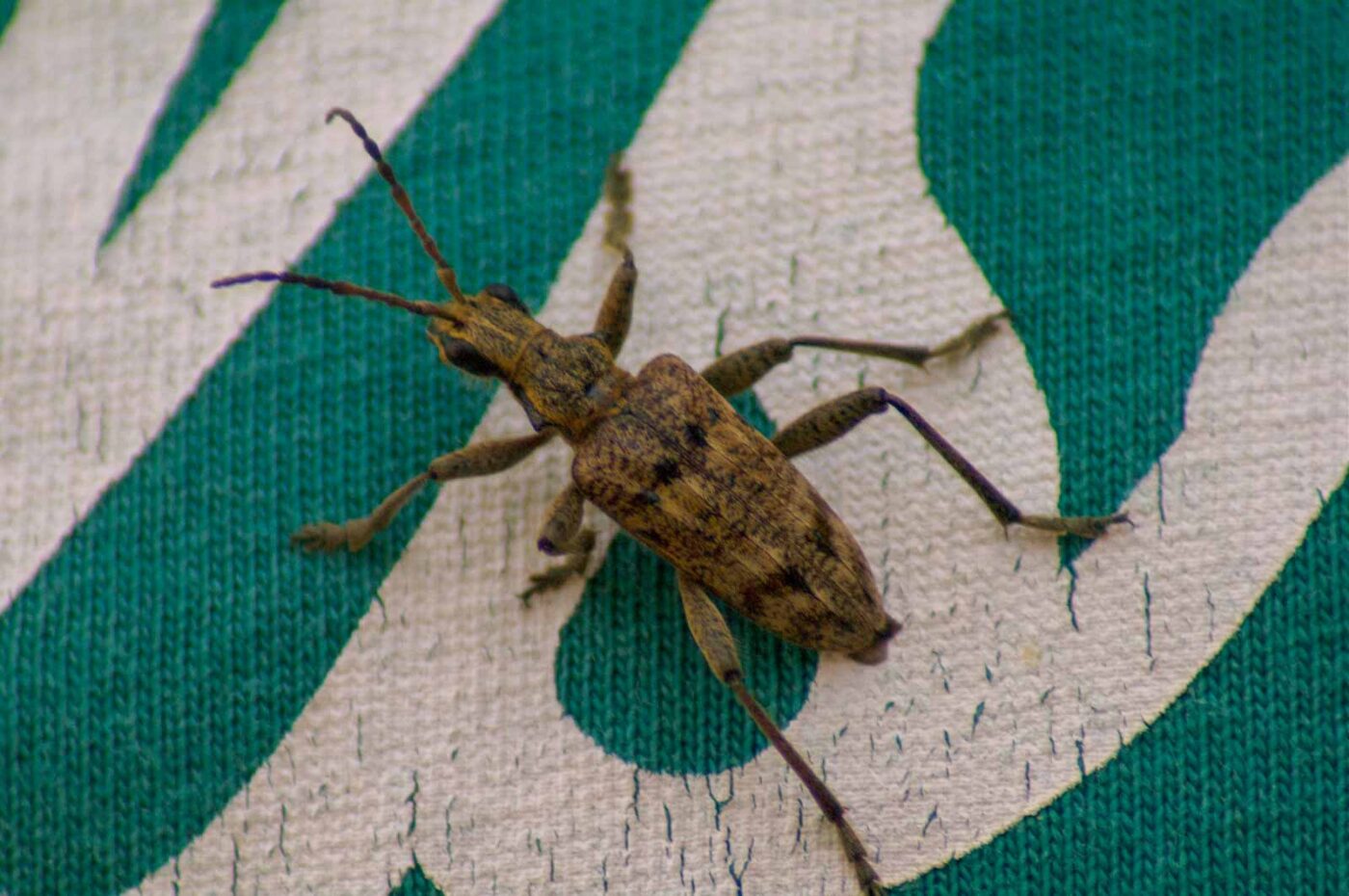 2018-04-20 - Walsrode - Vogelpark