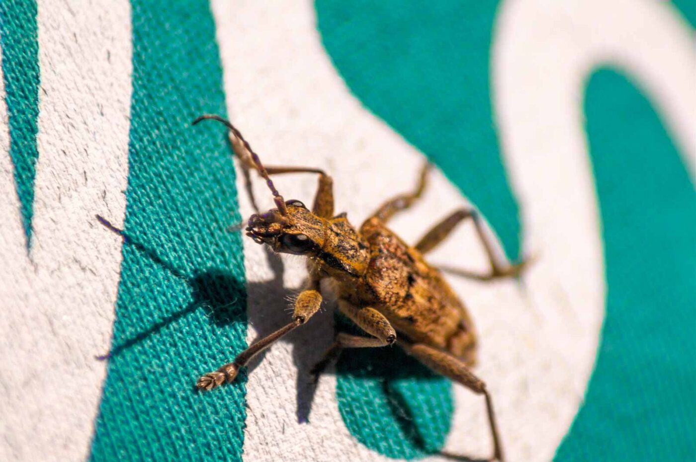 2018-04-20 - Walsrode - Vogelpark