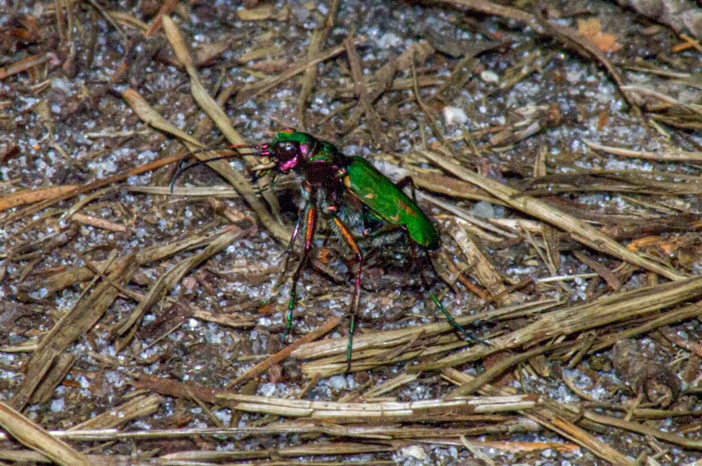 2018-04-20 - Walsrode - Vogelpark
