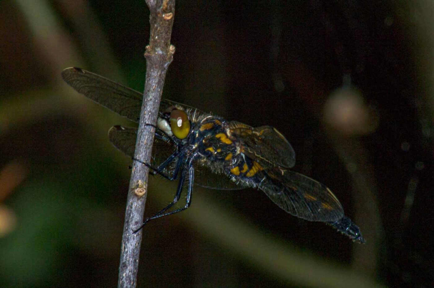 2018-04-20 - Walsrode - Vogelpark