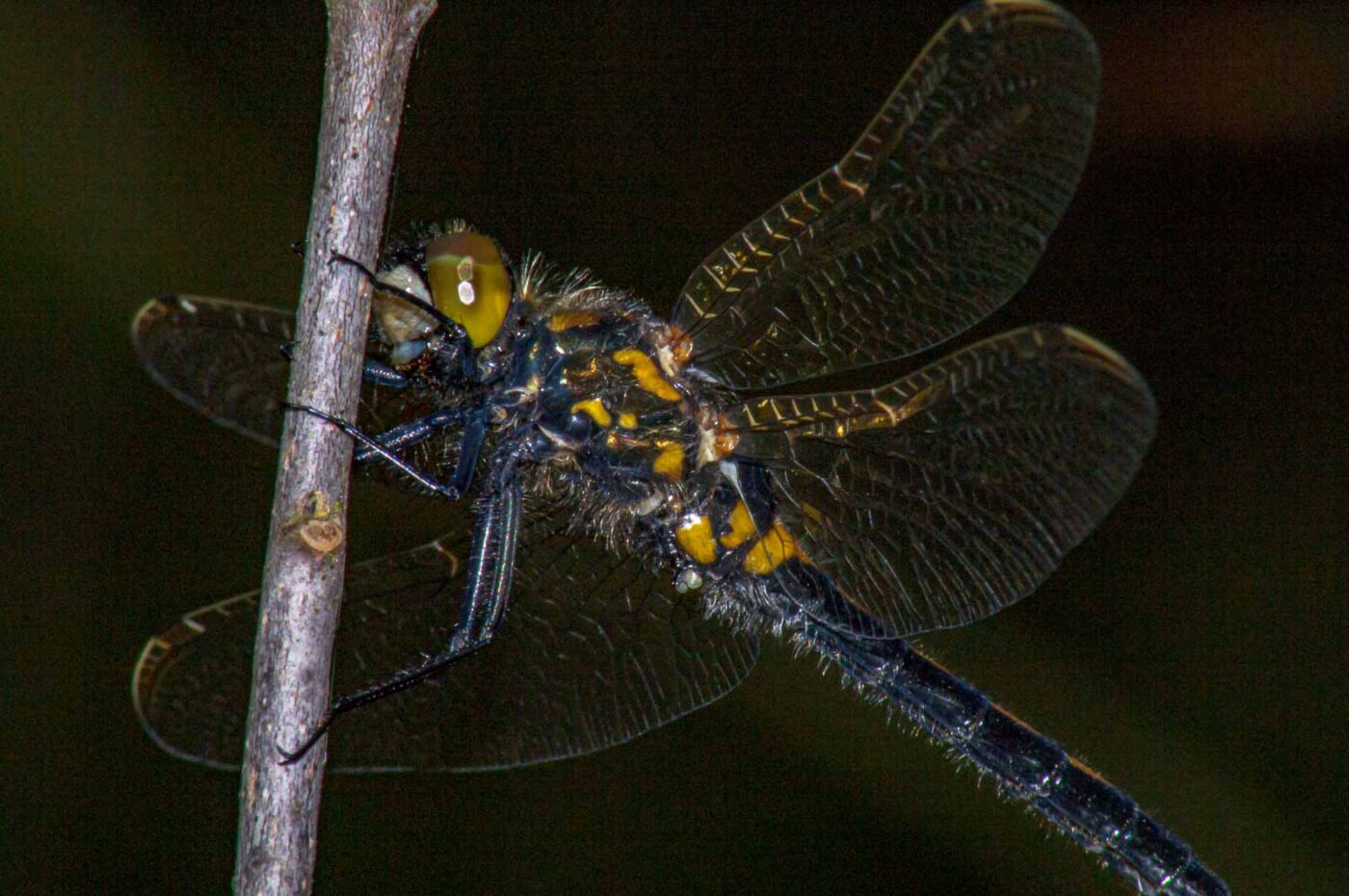 2018-04-20 - Walsrode - Vogelpark