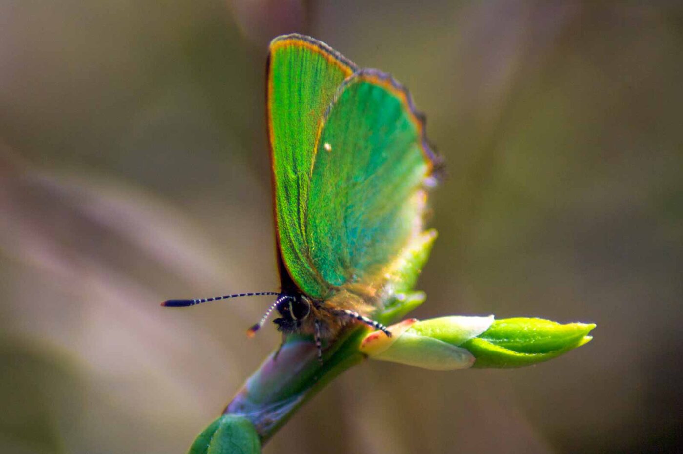 2018-04-20 - Walsrode - Vogelpark