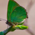 2018-04-20 - Walsrode - Vogelpark