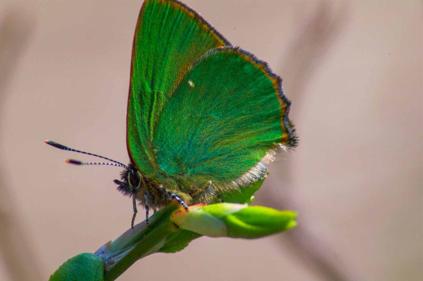 2018-04-20 - Walsrode - Vogelpark