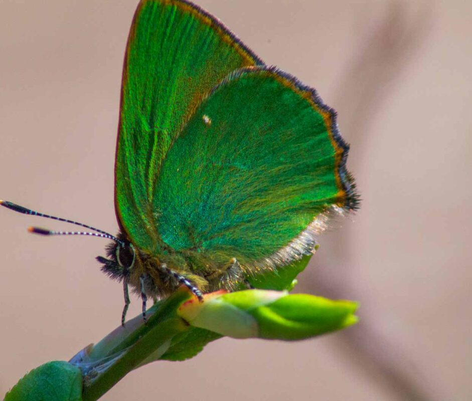 °grüner zipfelfalter°