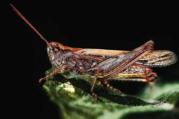 2018-06-28 - NSG Bergehalde Unser-Fritz