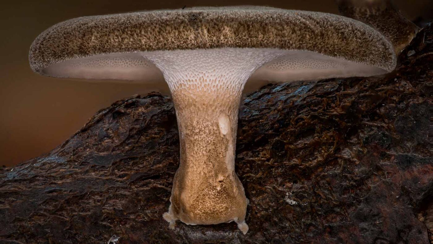 2018-11-07 - NSG Brandheide Recklinghausen