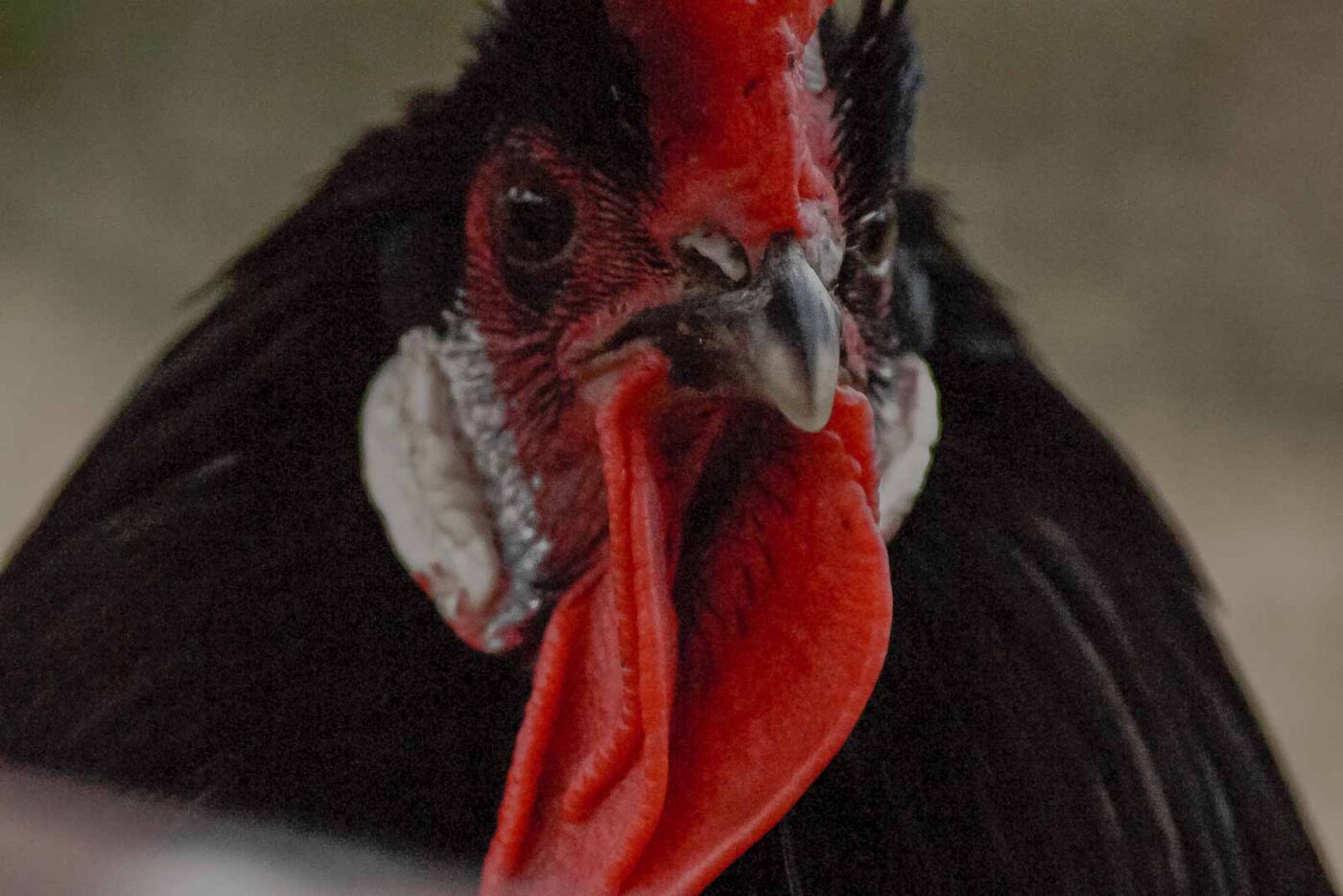 2016-01-09 - Stadtgarten Recklinghausen