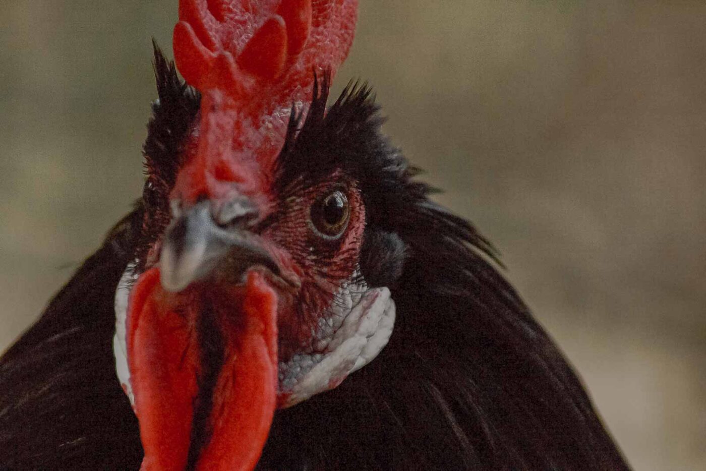 2016-01-09 - Stadtgarten Recklinghausen