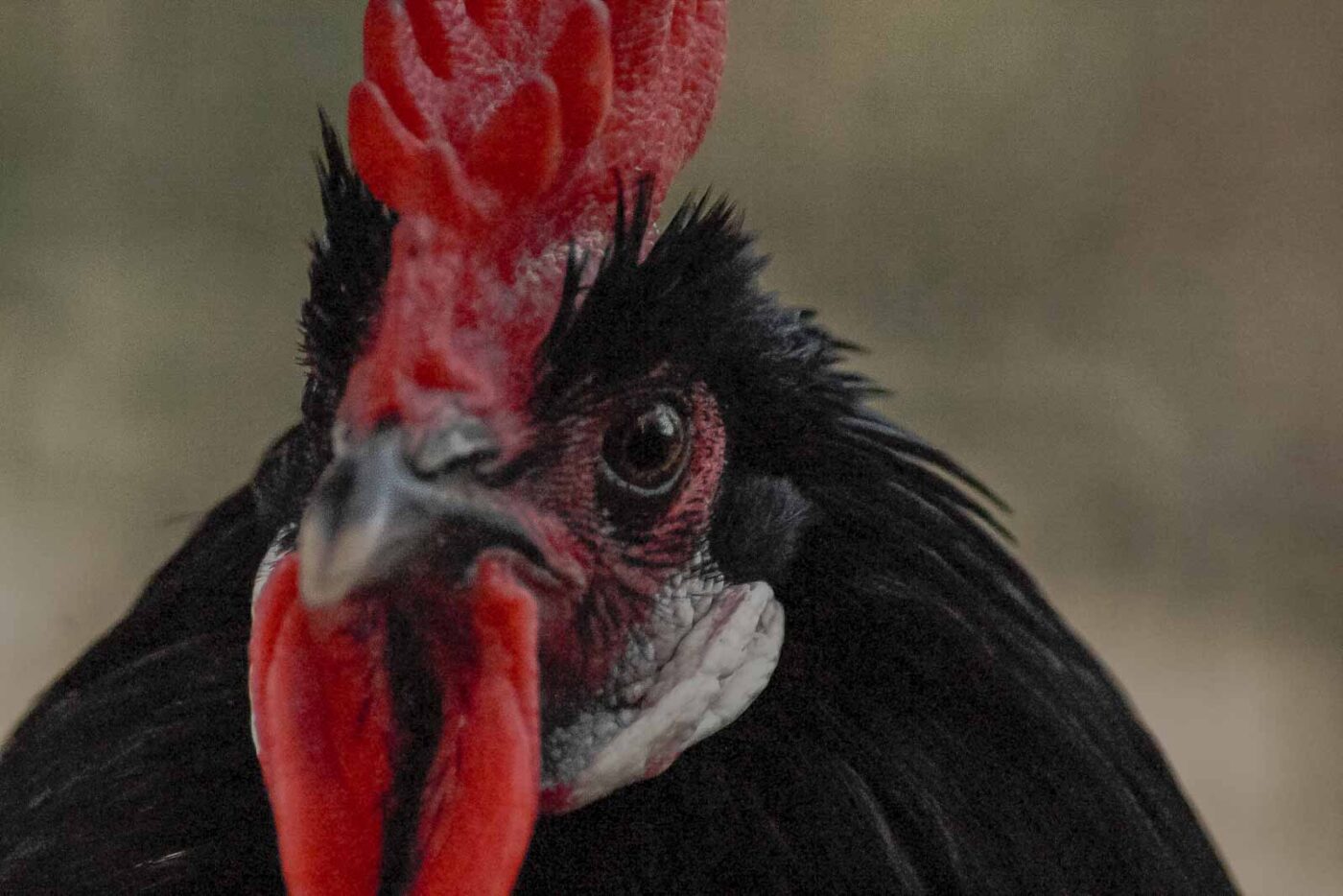 2016-01-09 - Stadtgarten Recklinghausen